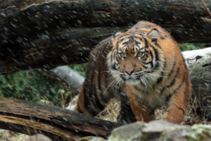 Wild Sumatran Tiger 4K362722478 300x200 - Wild Sumatran Tiger 4K - Wild, Tiger, Sumatran, Alone